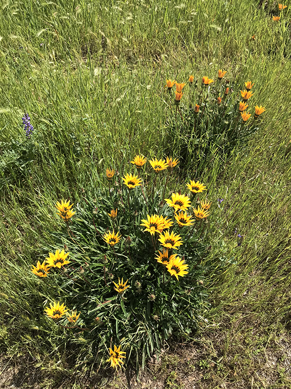 A stand of wildflowers in the grasses: a group of several yellow daisy-like flowers appear in front, to their right and back some orange calendula-like flowers that have yet to fully open, and a single purple vetch-like flower on the left.
